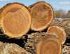 Сучасні онлайн-торги: ціна на деревину бука